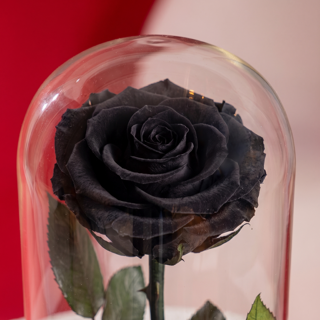 Small Black Forever Rose