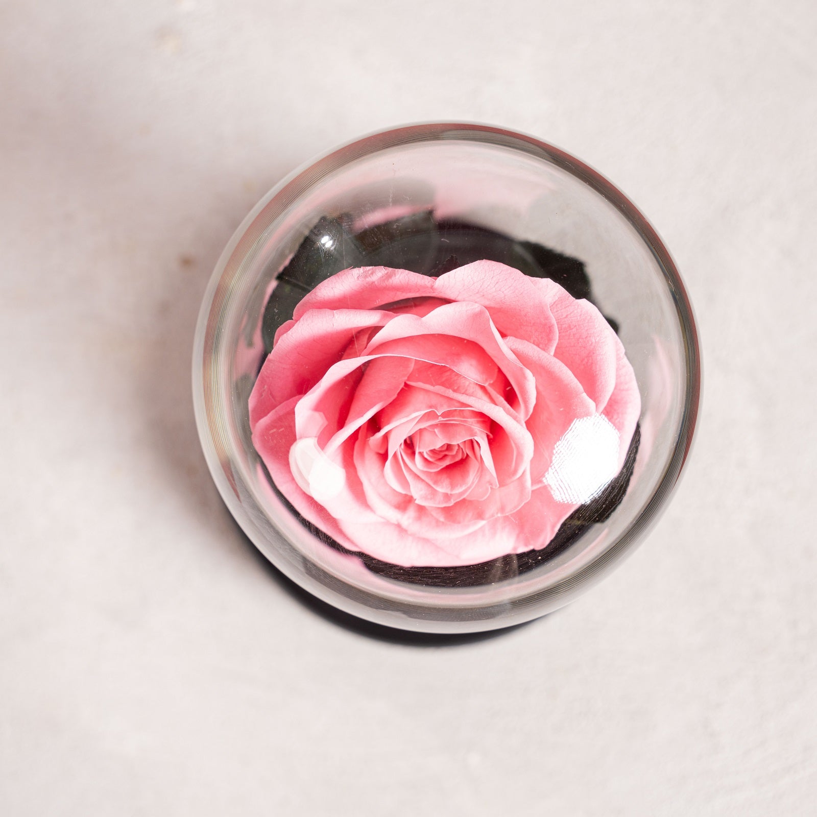 Single Forever Rose – Pink