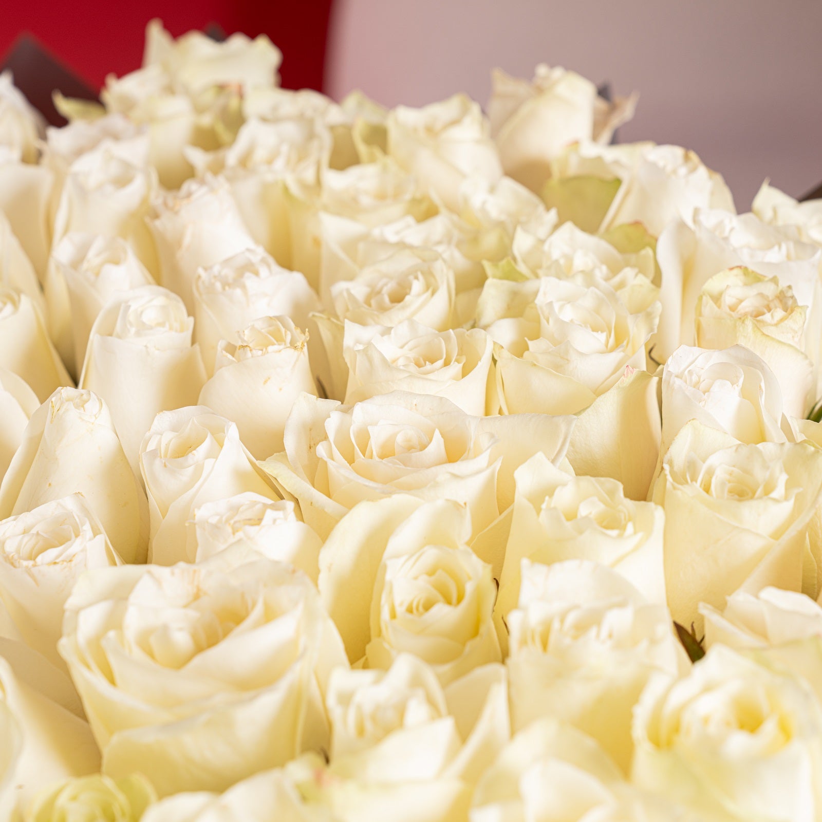 150 White Roses Grand Bouquet Extra-Large Signature Arrangement
