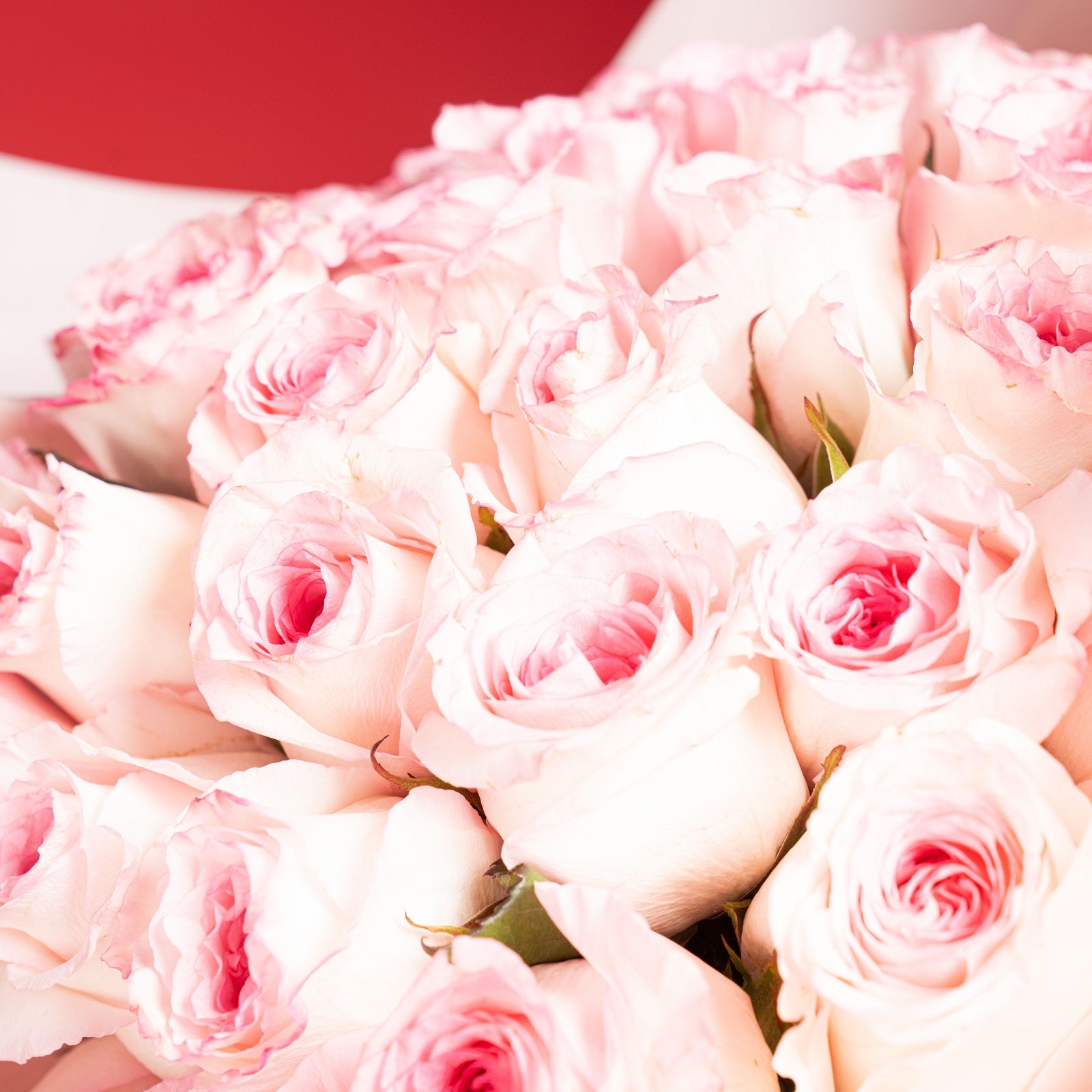 30 Pink Roses Bouquet