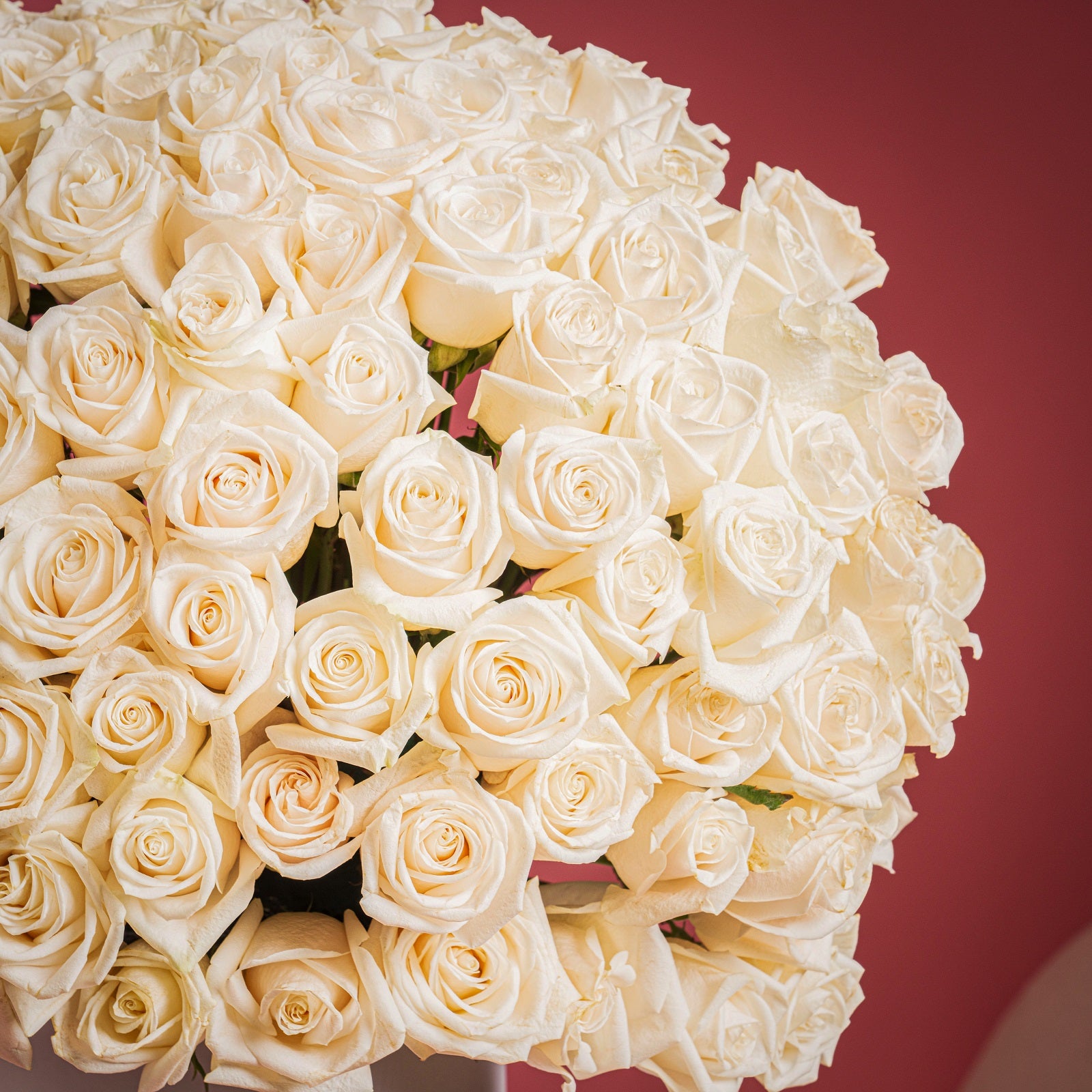 111 Royal White Rose