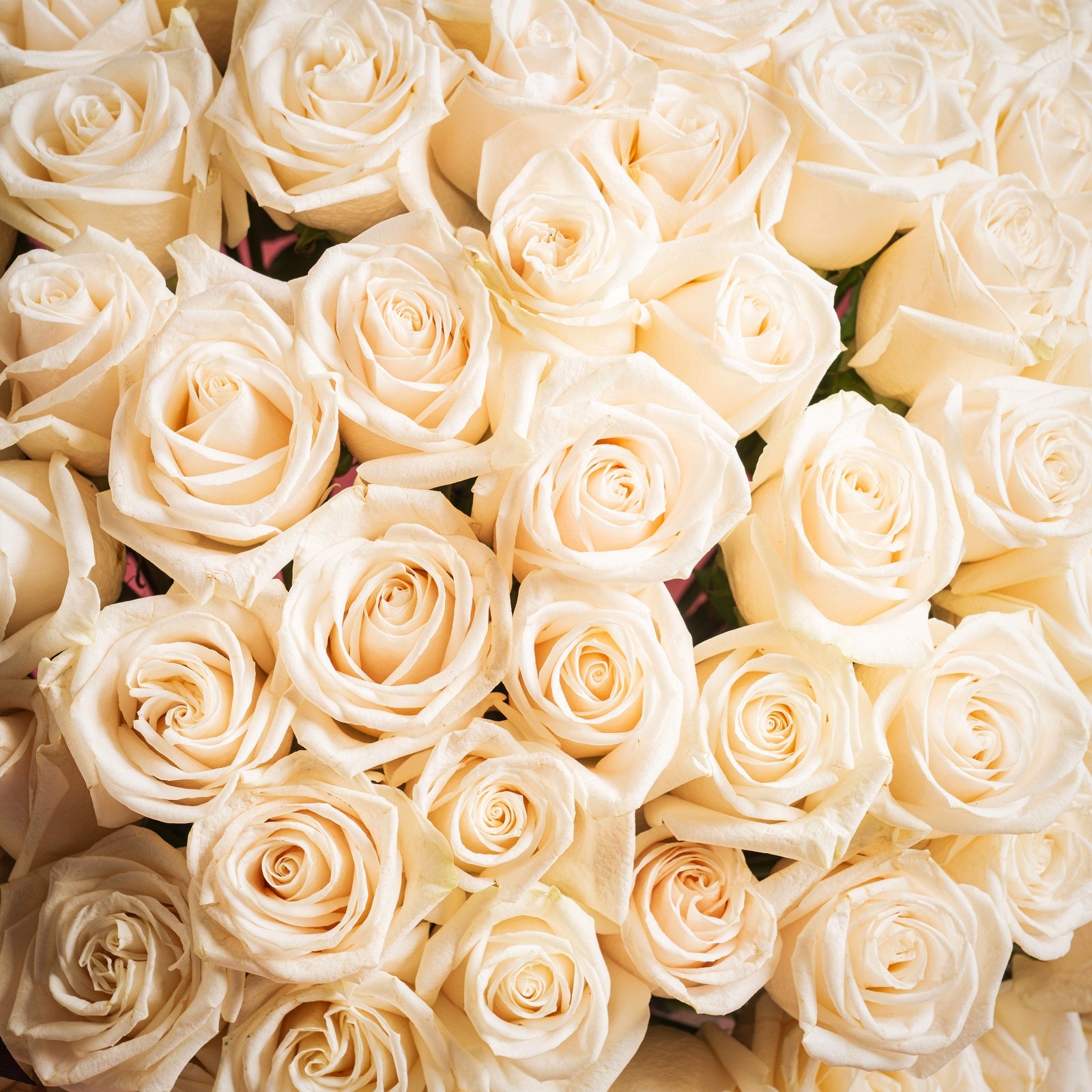 111 Royal White Rose