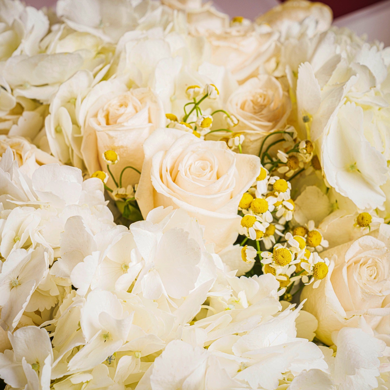 Royal Ivory Garden