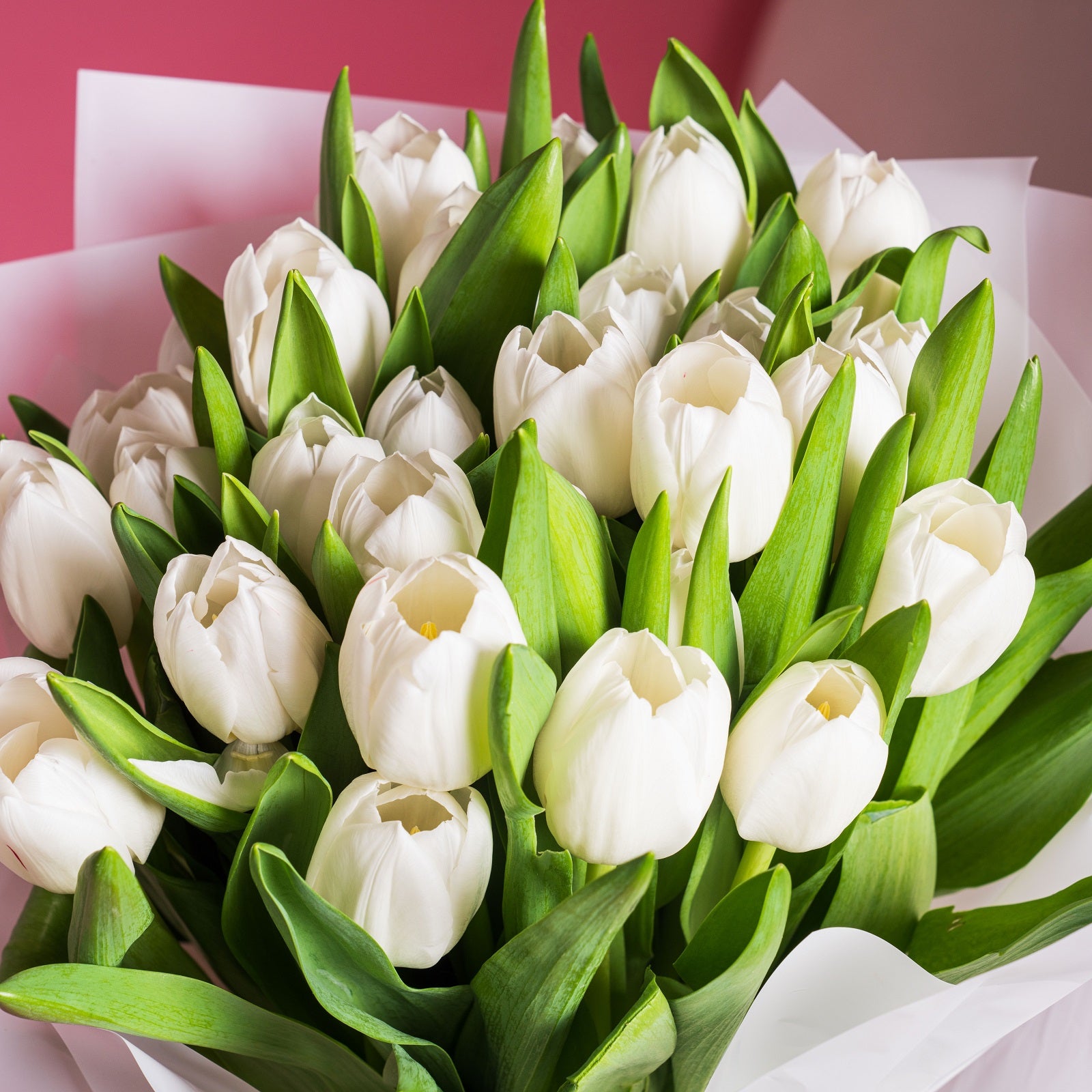 25 White Tulips