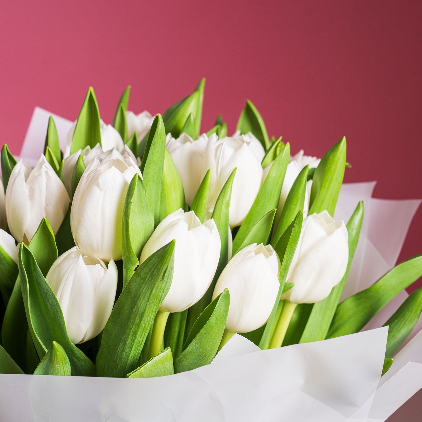 25 White Tulips
