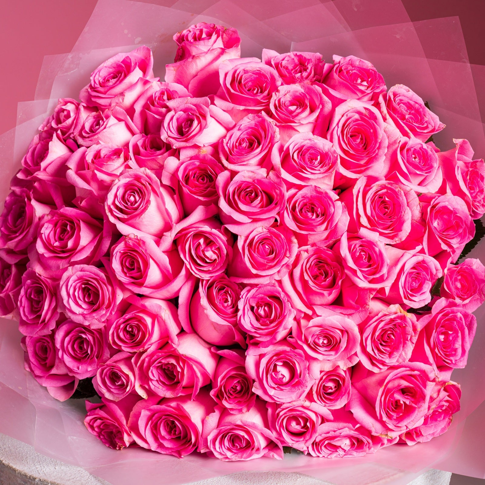 50 pink Revival Rose