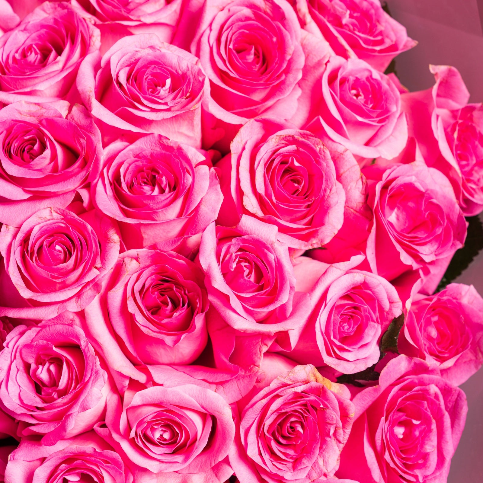 50 pink Revival Rose