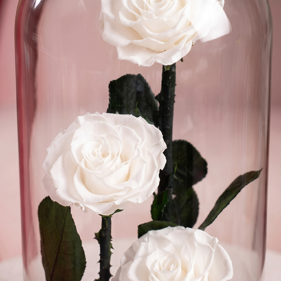 Large White Forever Rose - 1
