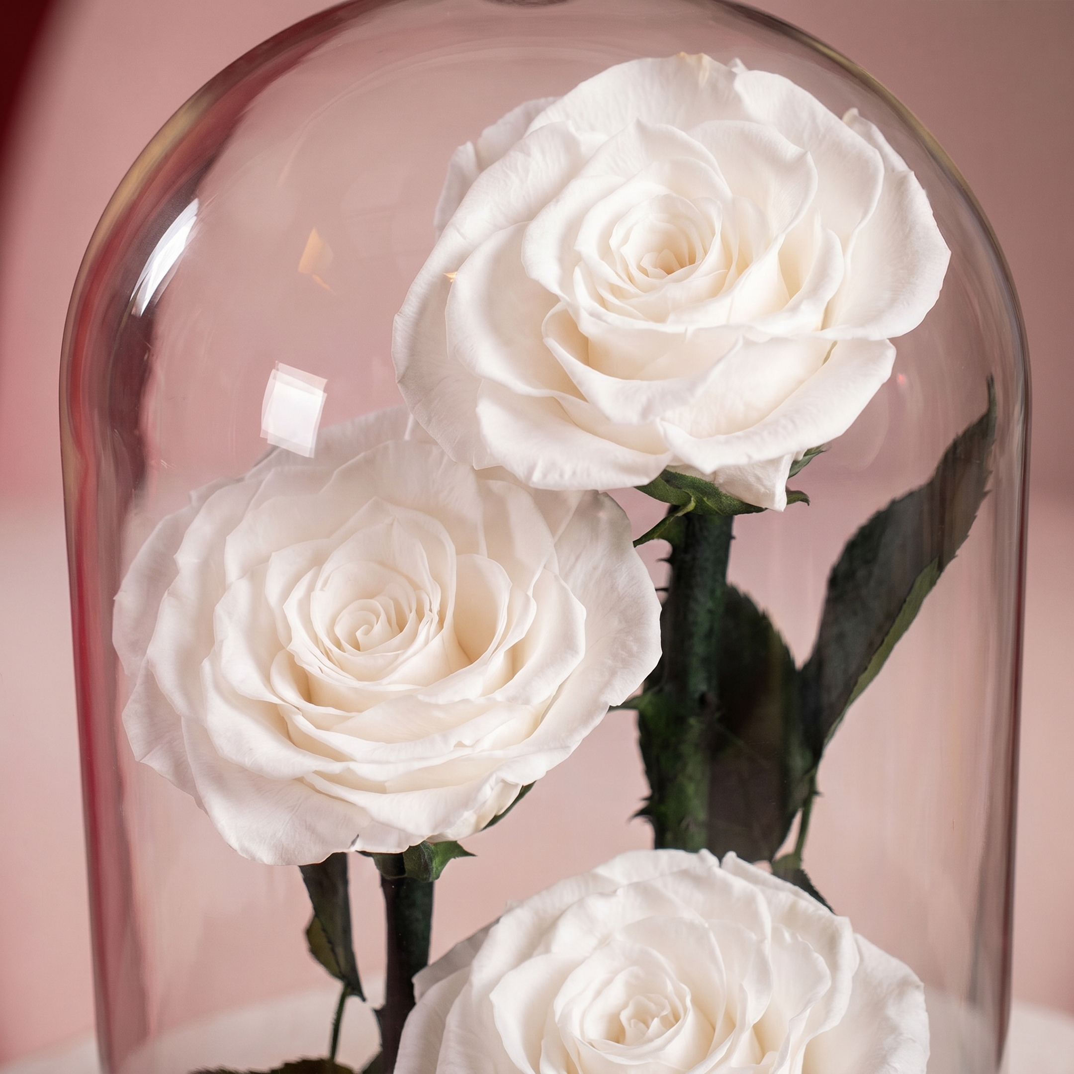 Medium White Forever Rose - 2