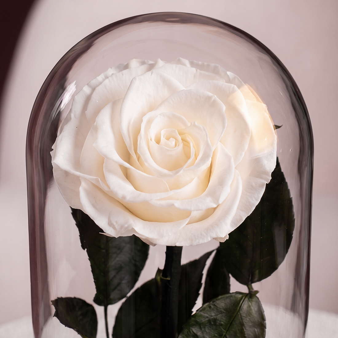 Small White Forever Rose - 1