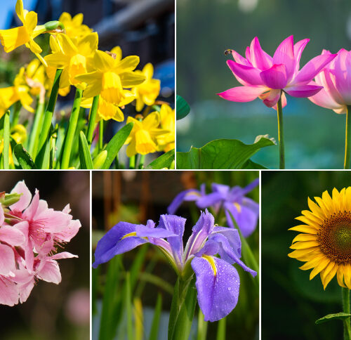 5 Flowers That Symbolize New Beginnings and Fresh Starts
